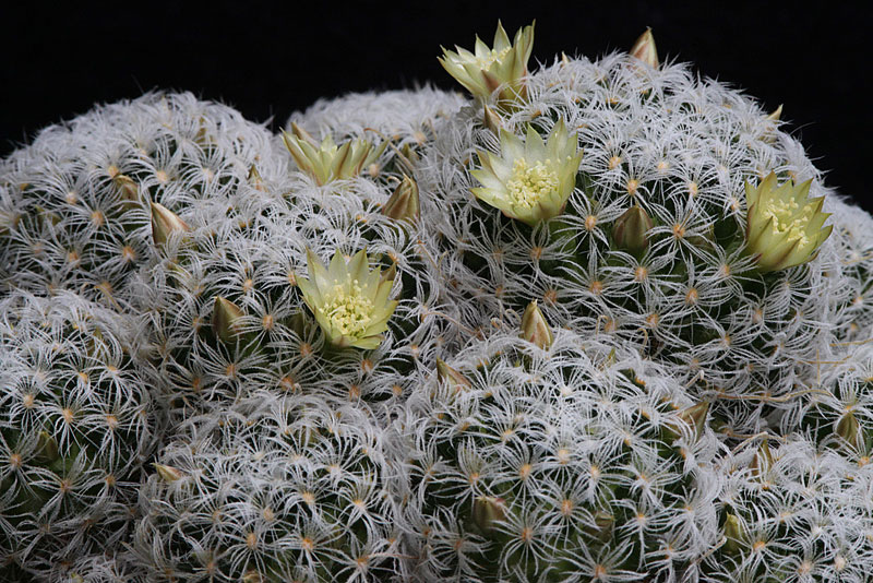 Mammillaria duwei